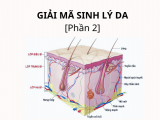 GIẢI MÃ SINH LÝ LÀN DA [Phần 2]