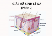 GIẢI MÃ SINH LÝ LÀN DA [Phần 2]